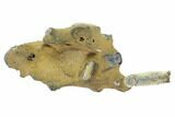 Fossil Mud Lobster (Thalassina) - Australia #95780-2